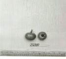 Click for 1 image(s) for this accession. FRUIT